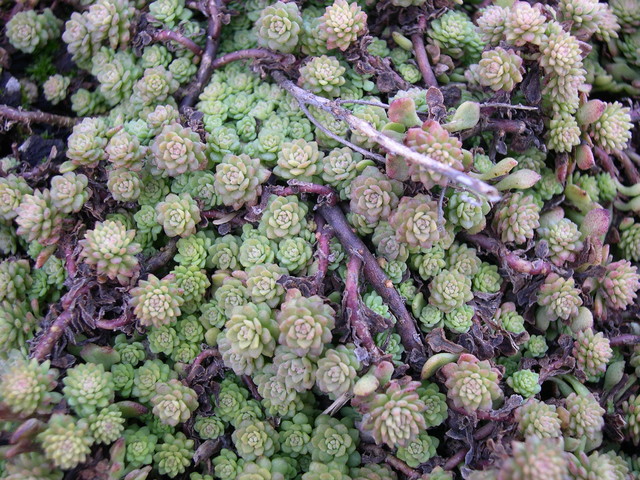 Sedum Glaucophyllum