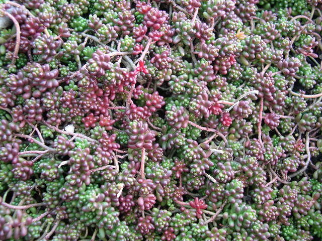 Carpet Coral