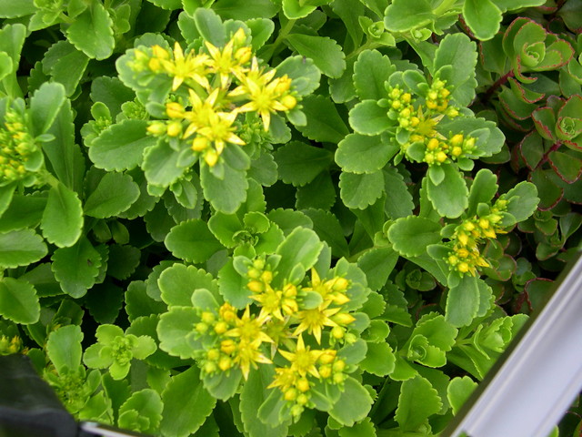 Gold Sedum