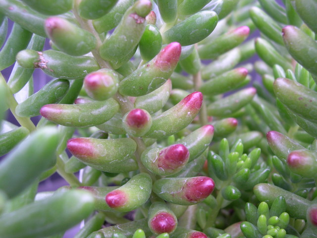 Sedum Rubrotinctum