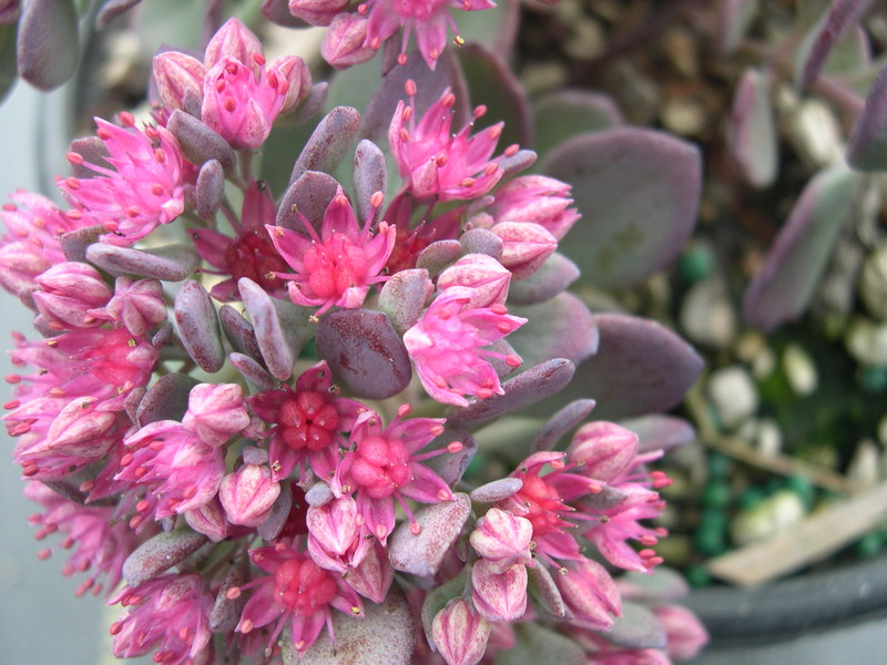 Sedum cauticola 'Bertram Anderson' (5) (Hylotelephium cauticola ...