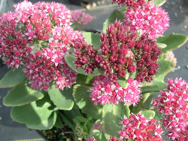 Sedum spectabile 'Abbeydore' (2) Hylotelephium spectabile 'Abbeydore'